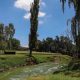 16th hole Irene Country Club