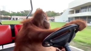 Orangutan driving a golf cart