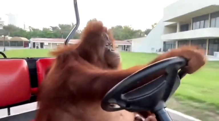 Orangutan driving a golf cart | Compleat Golfer