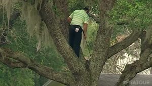 Sergio Garcia tree